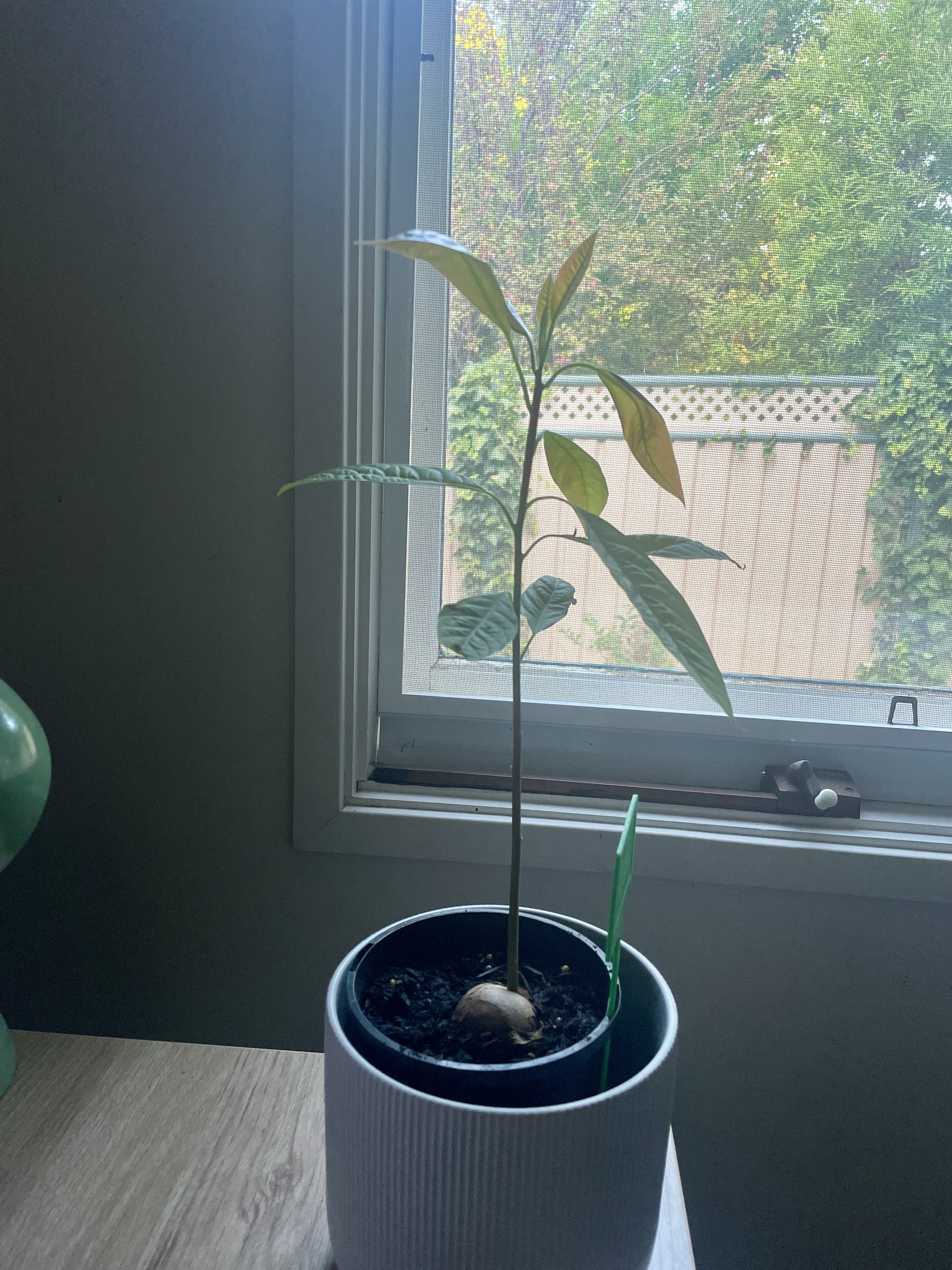 A small avocado plant with a few leaves of new growth