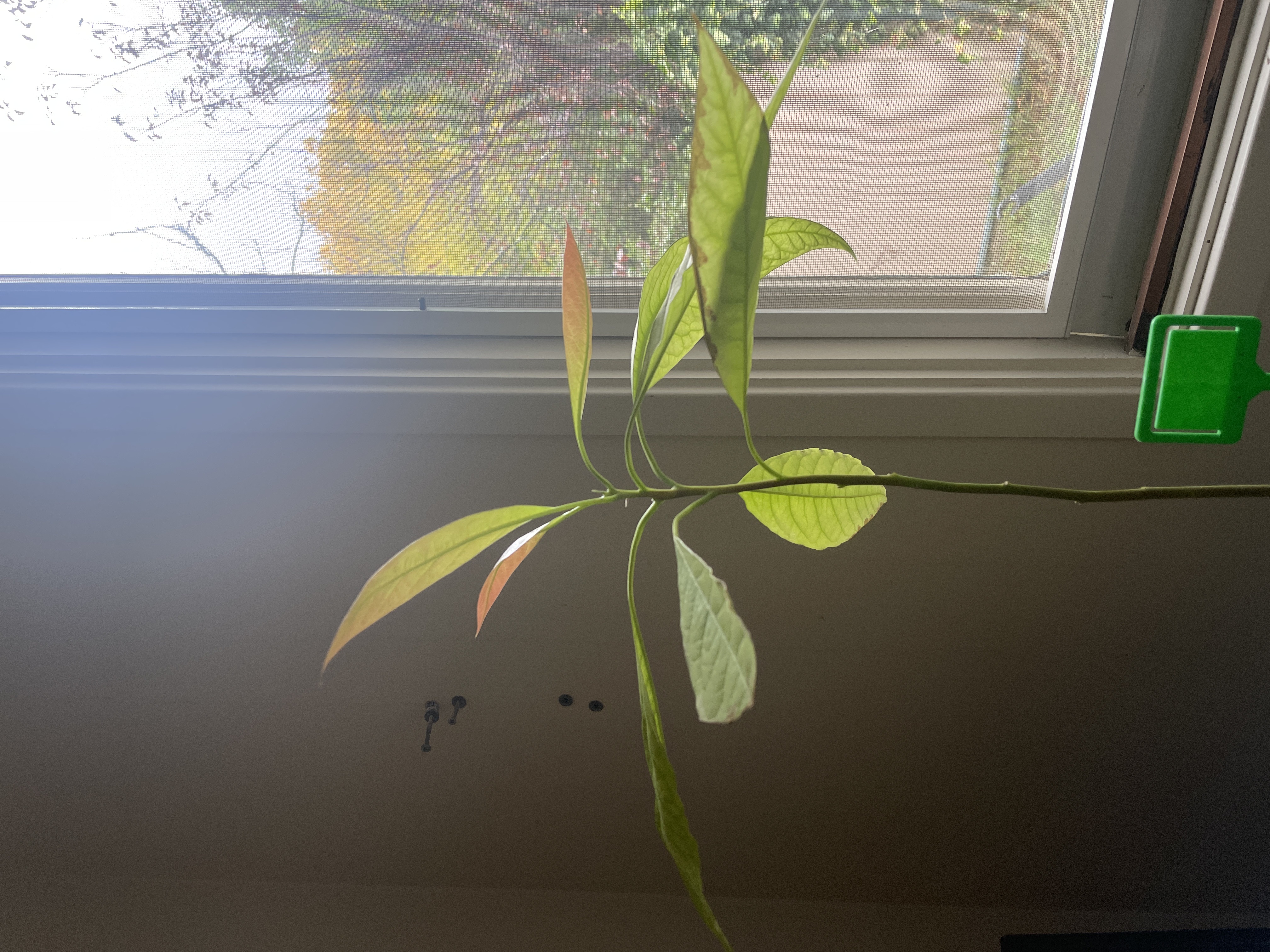 An young avocado plant with 9 leaves