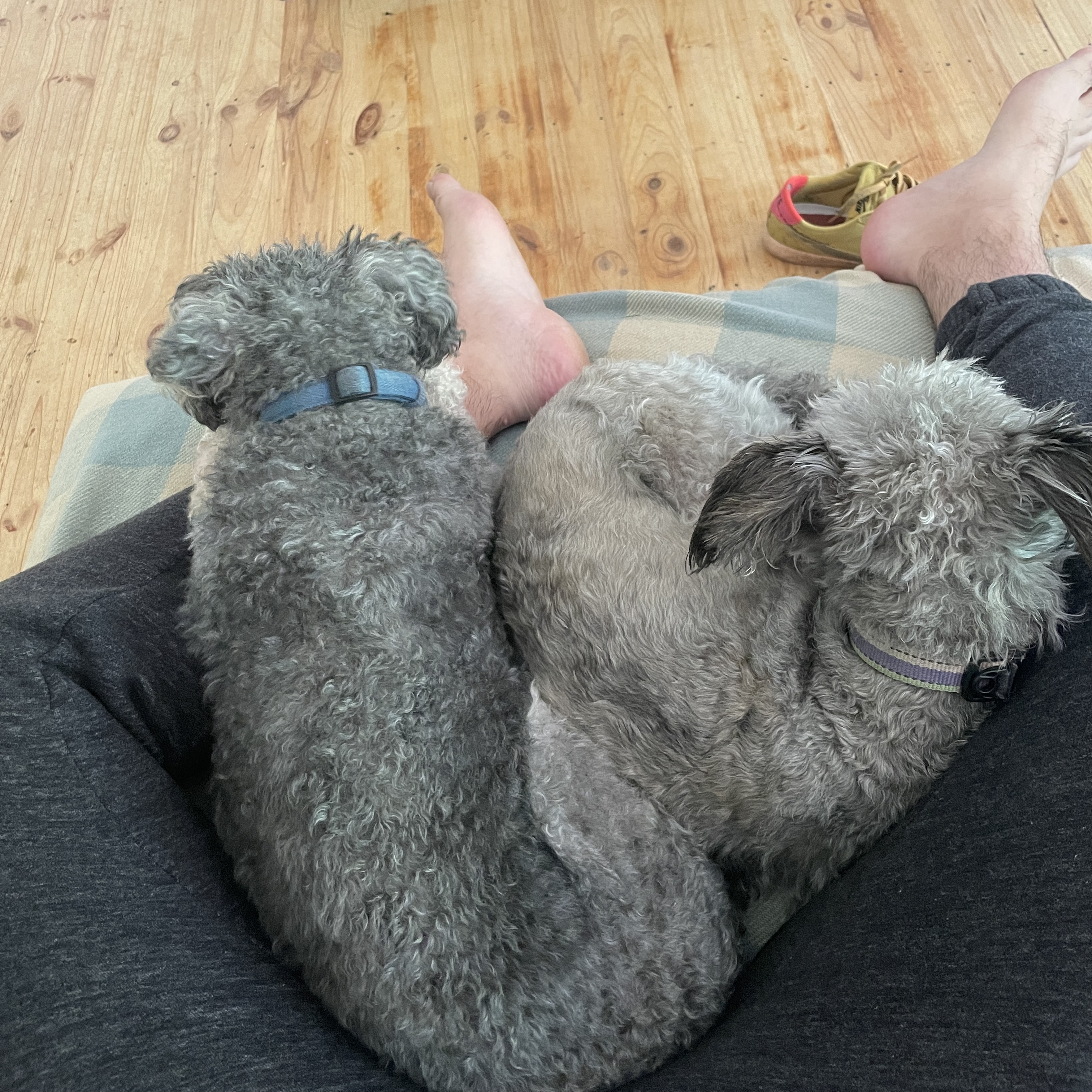 Two dogs curled up in my lap