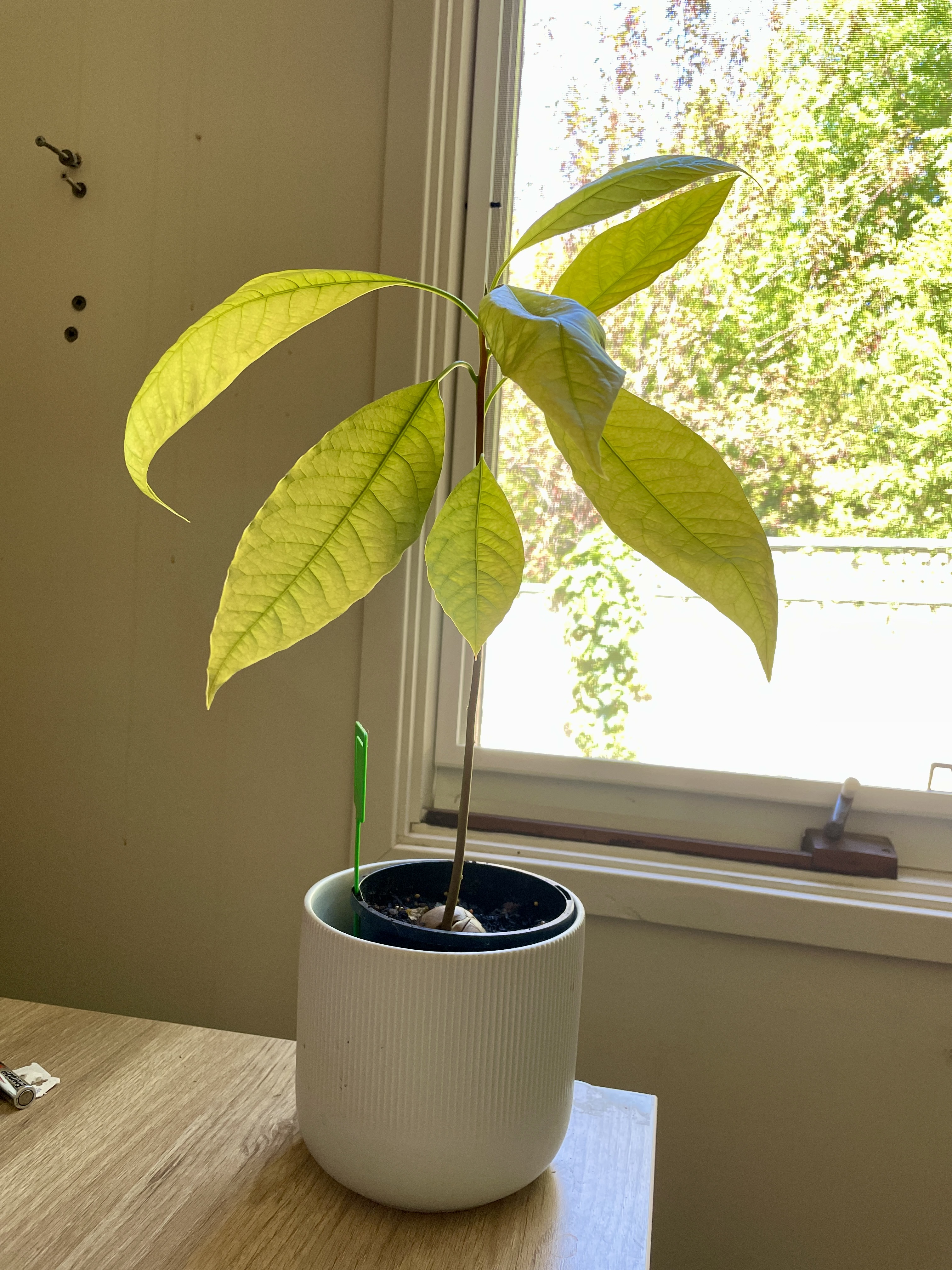 A small avocado plant with 7 leaves. 6 of which are about 15cm long each