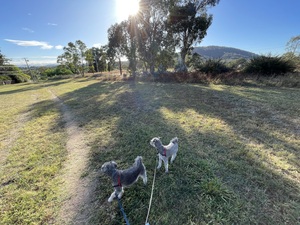 Two dogs in a field