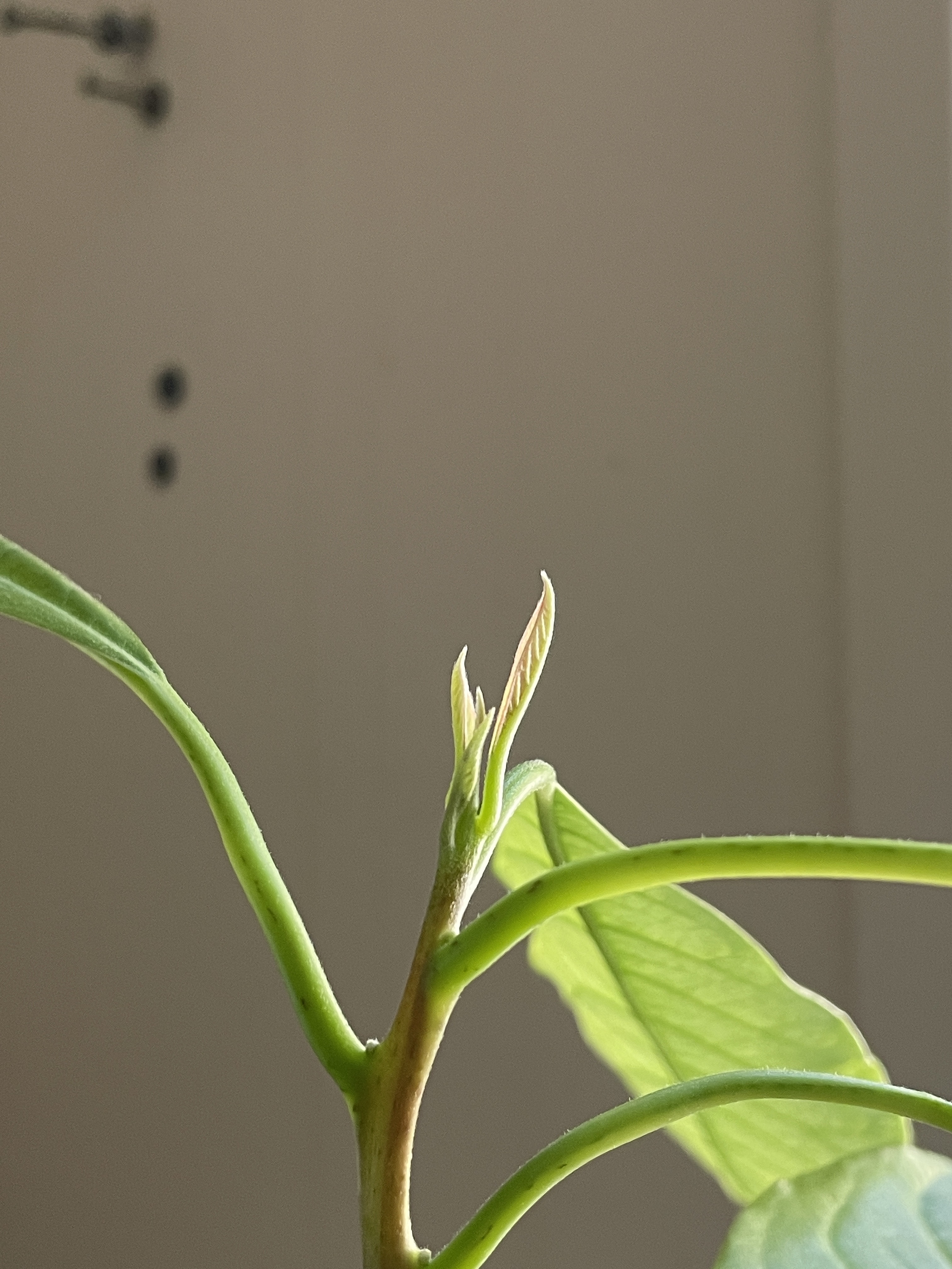 New growth on an avocado plant