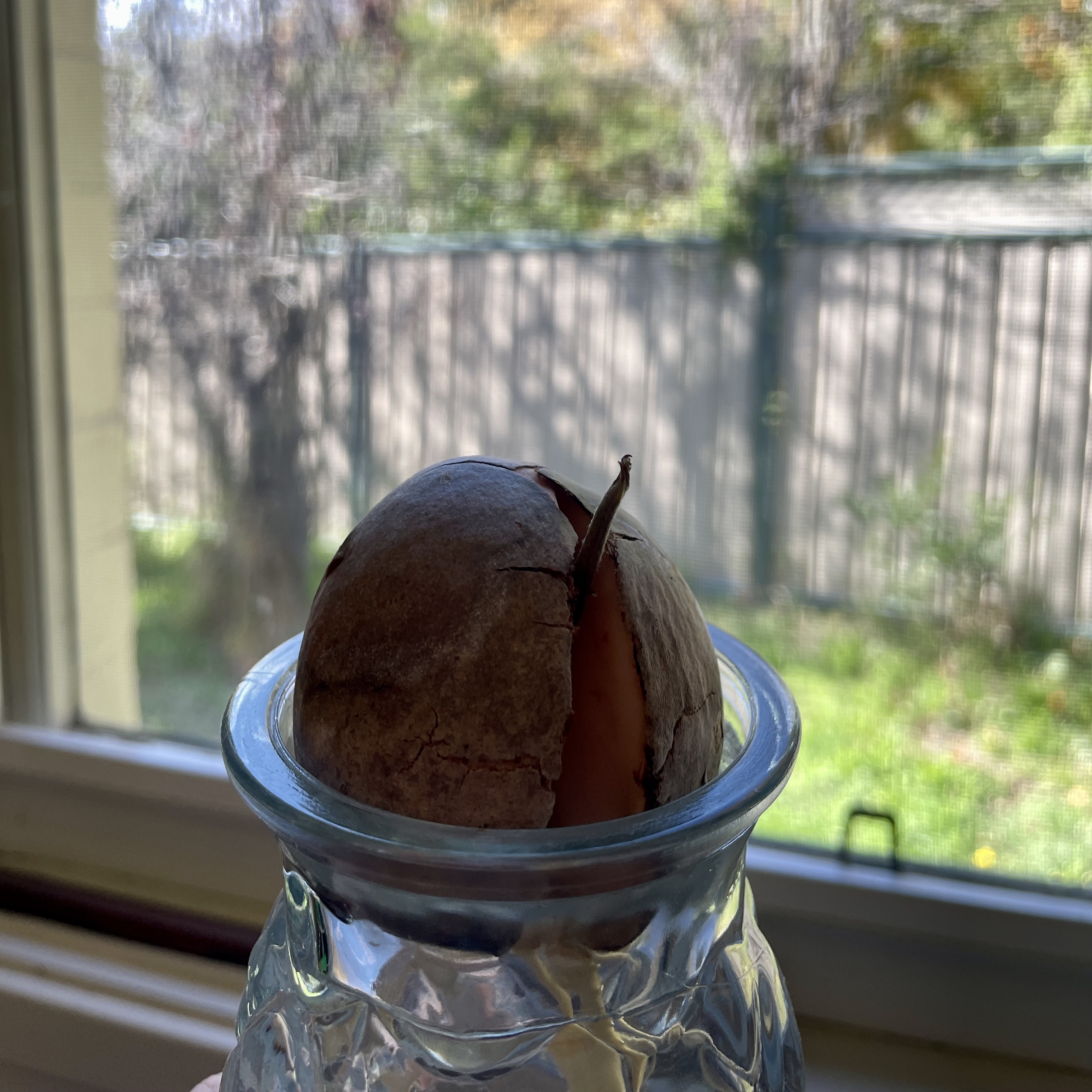 An avocado seed beginning to sprout