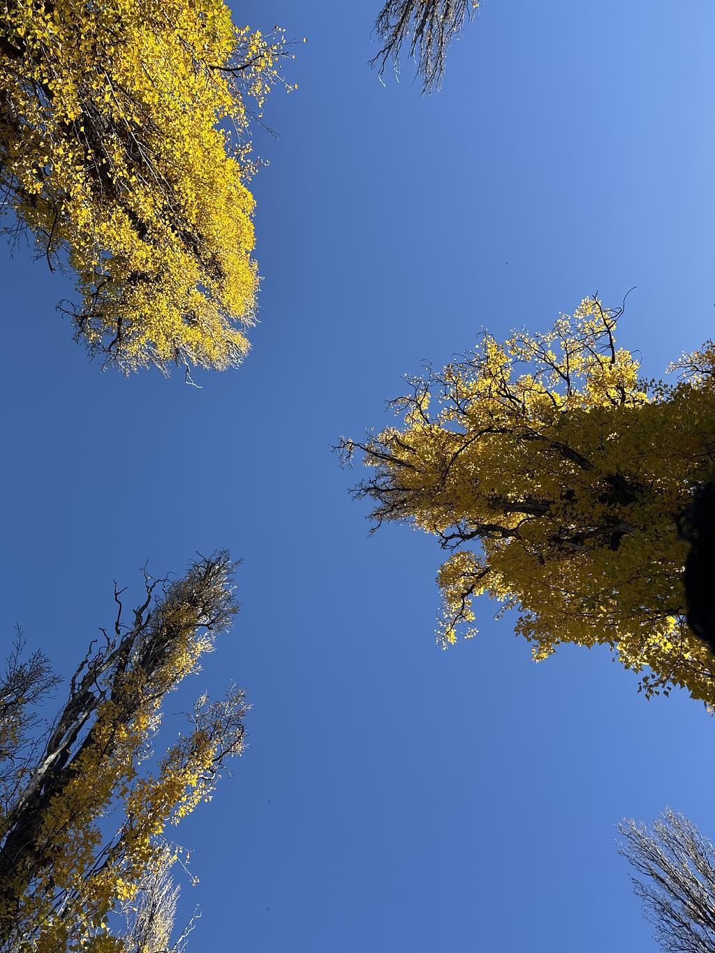 Looking up through a collection of tall, pointed, trees. Each one turning yellow. The sky is blue, with no clouds.