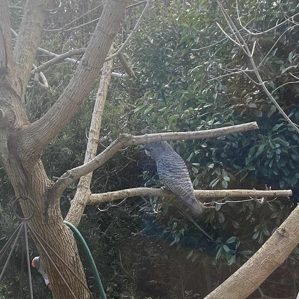 A female Gang Gang cockatoo in a tree