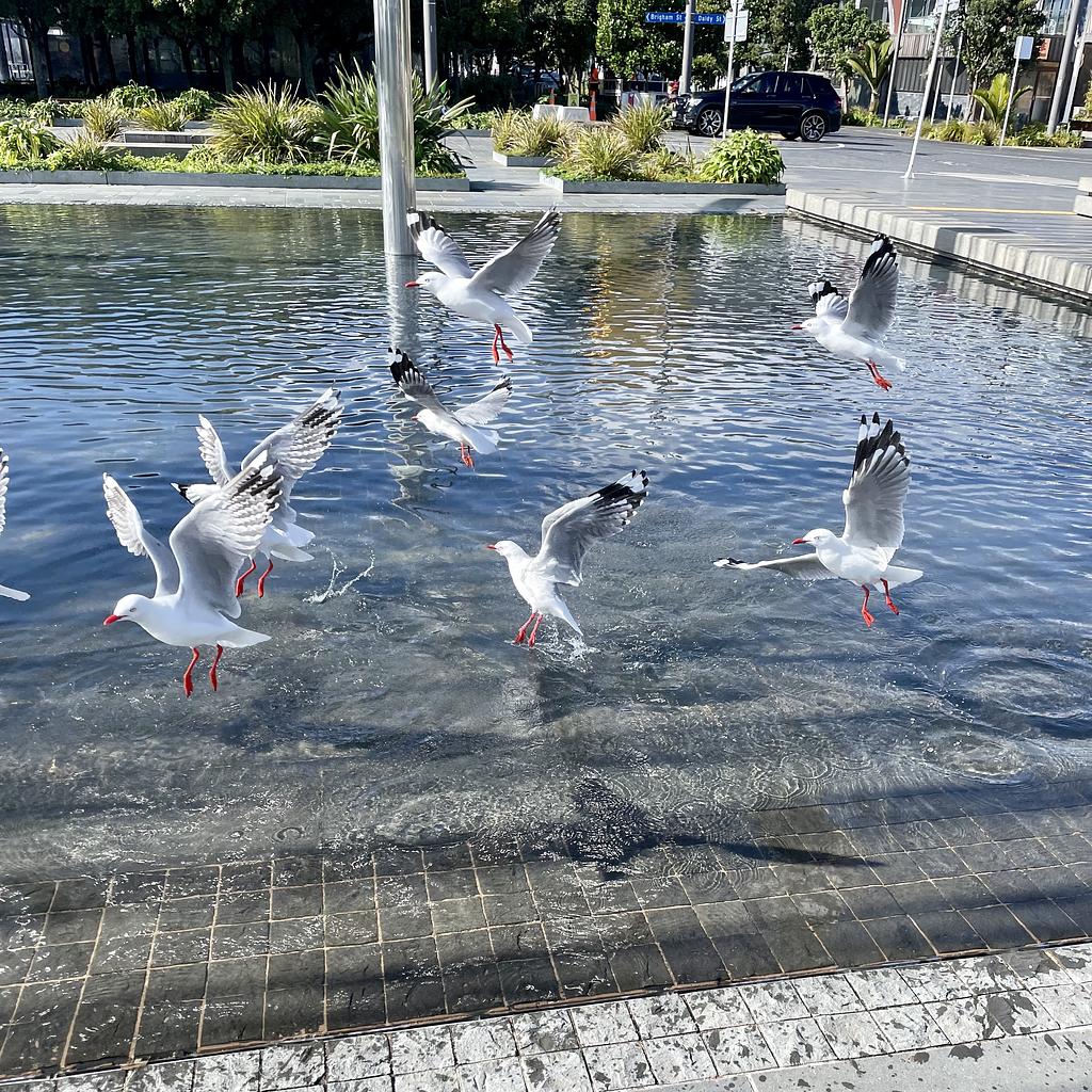 A flock of seagulls taking off
