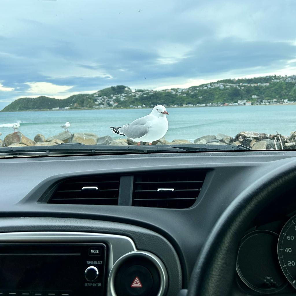 Retreating to the car to eat fish and chips. A gull sitting on the bonnet, watching us eat