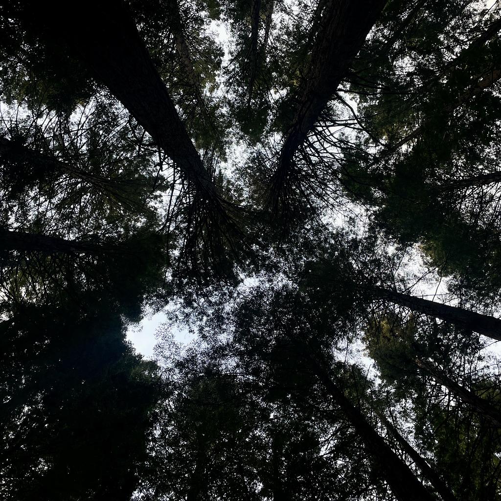 The canopy of a redwood forrest
