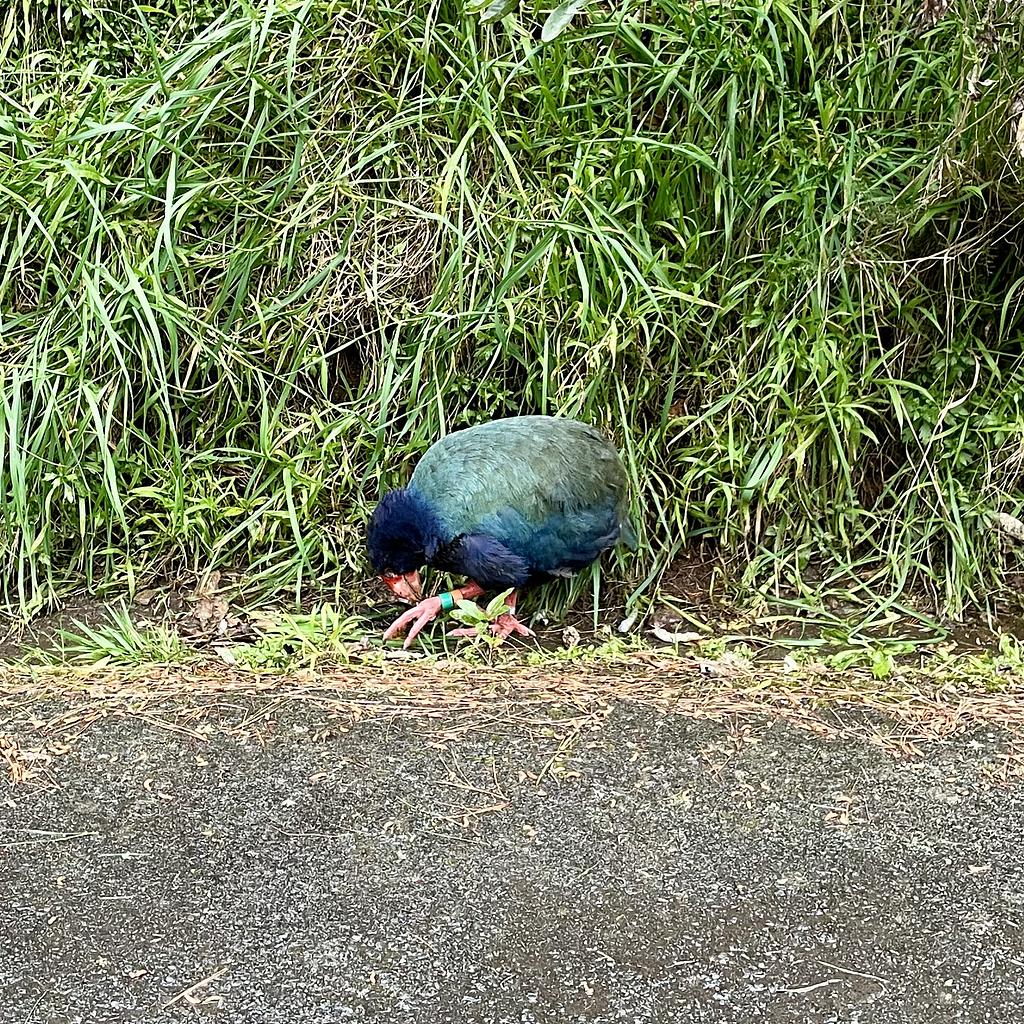 A Takahe munching on grass