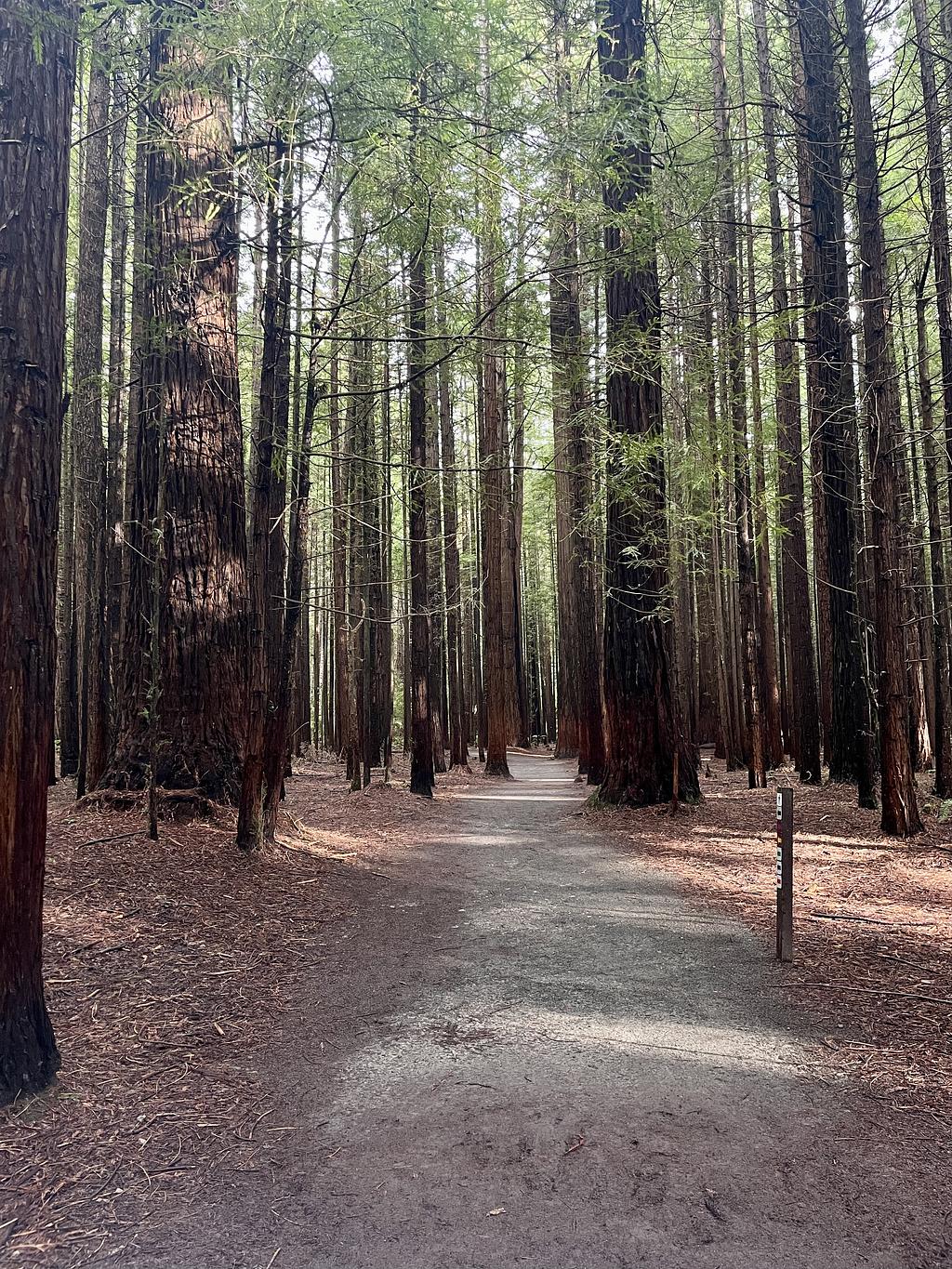 A path through a redwood forrest