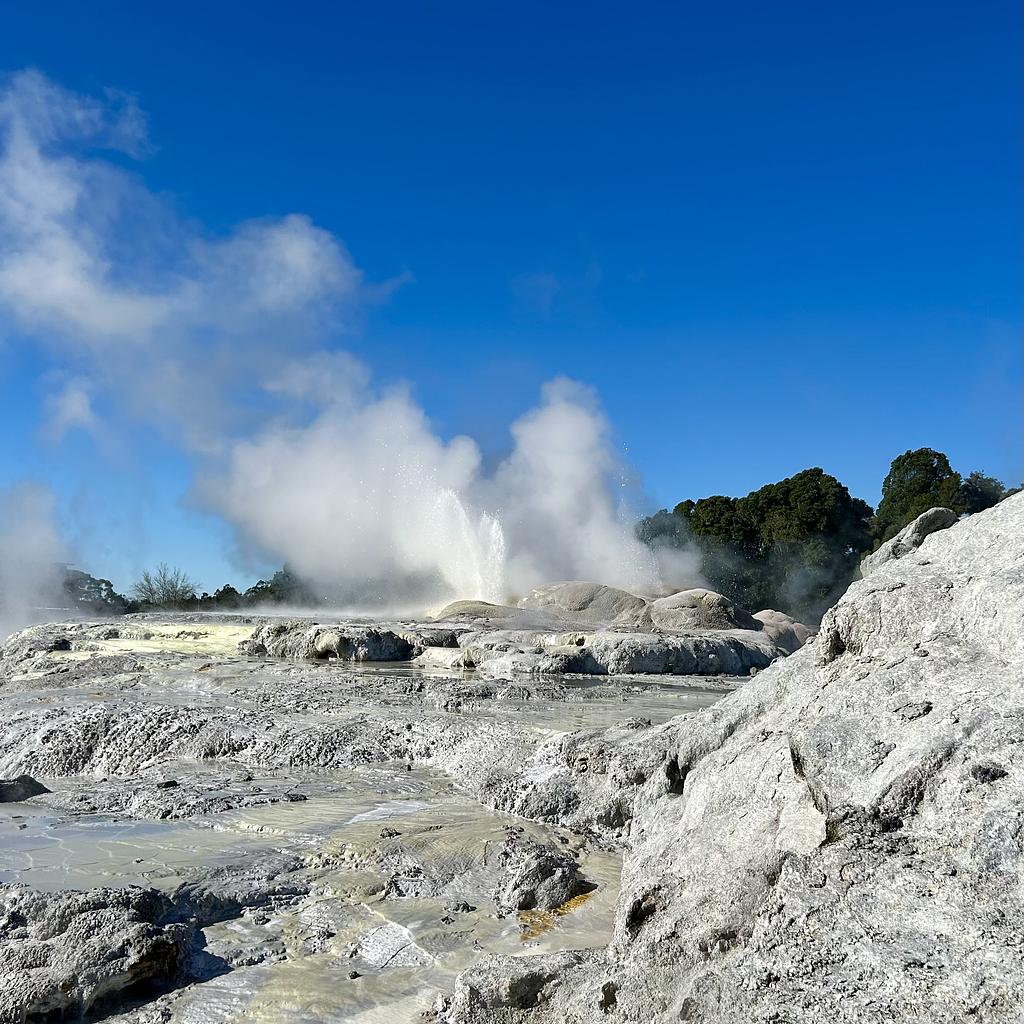 The largest geyser in Te Puia; active