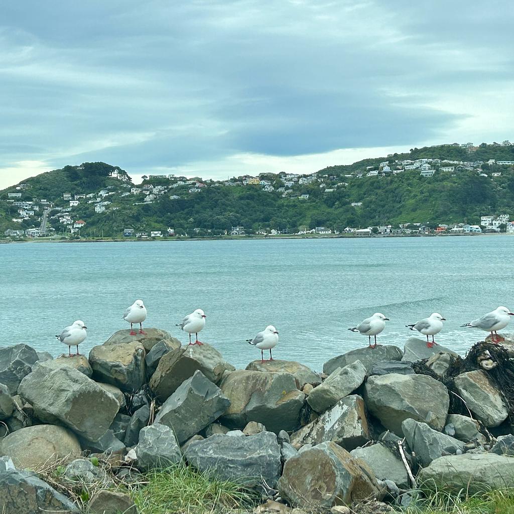 The actual birds from "The Birds". A line of sea gulls watches us eat