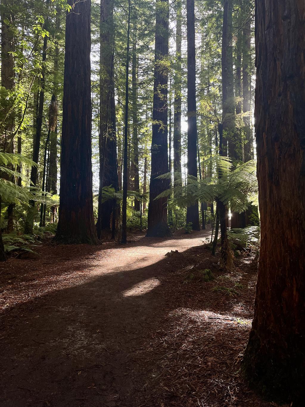 The sun shining through the edges of a redwood forrest
