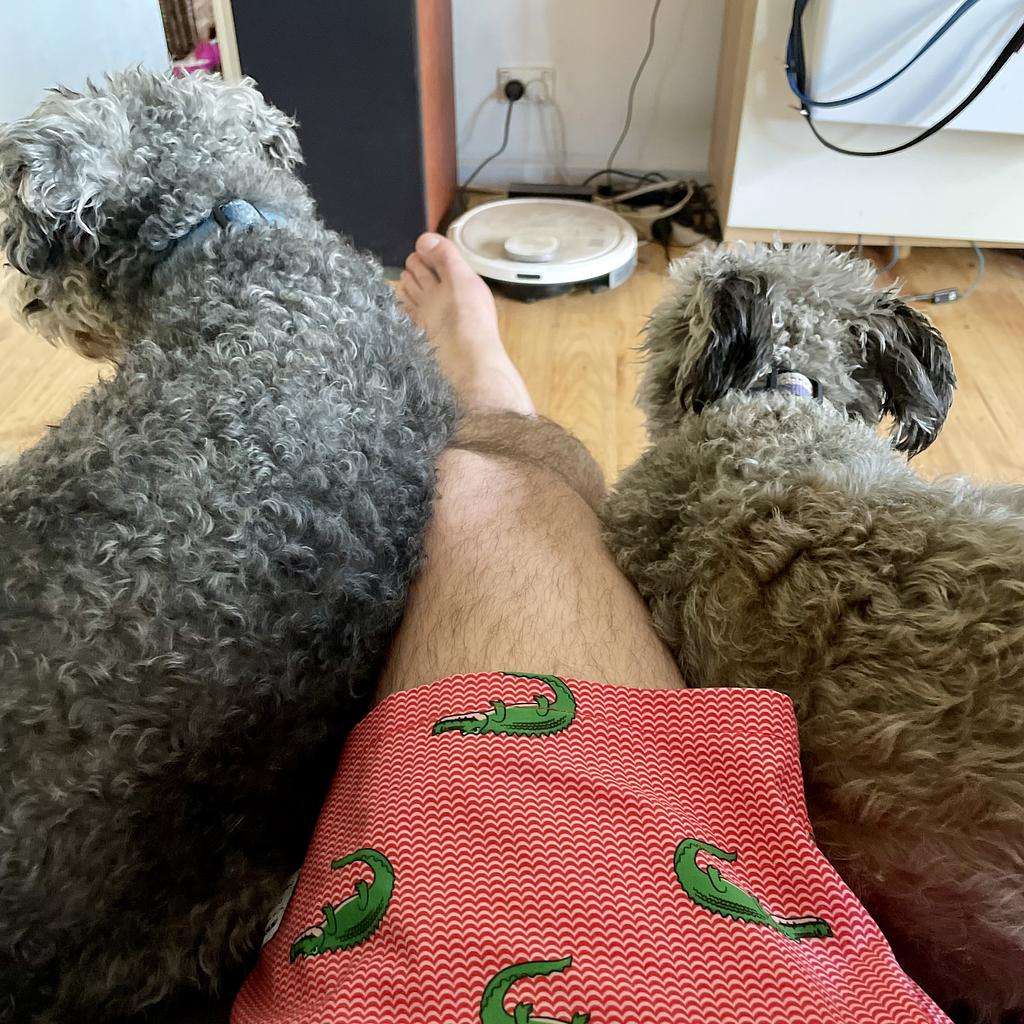 Two dogs lying on a leg