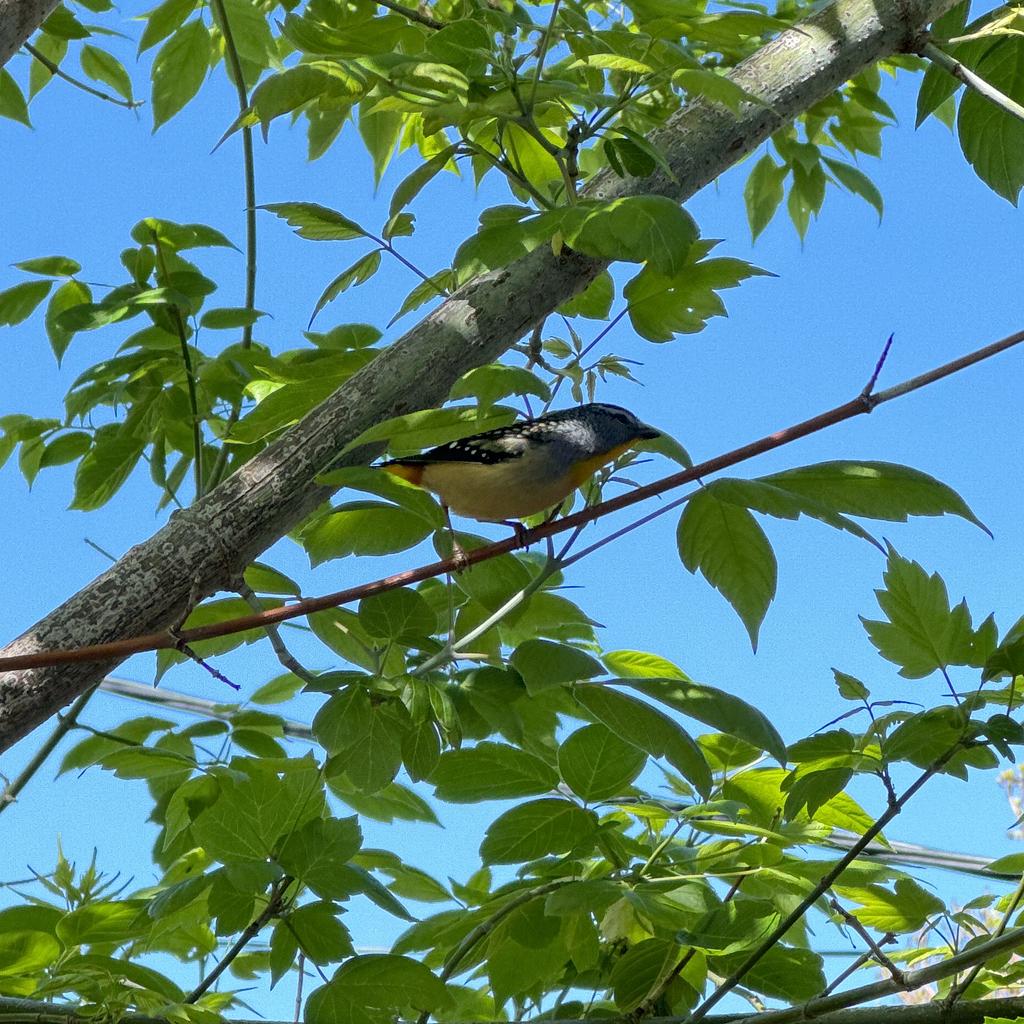A very small bird in the branches of a tree
