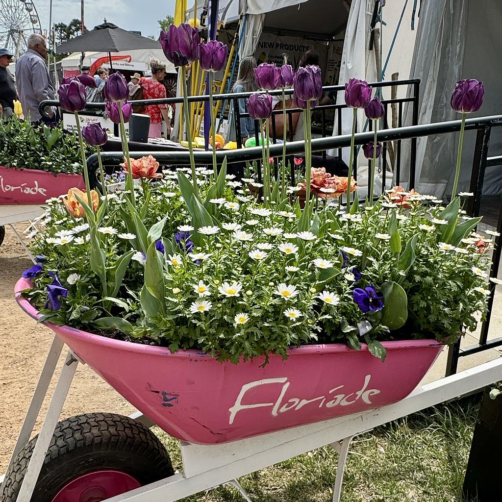 A wheelbarrow with tulips growing out of it, and the word Floriade written on the front