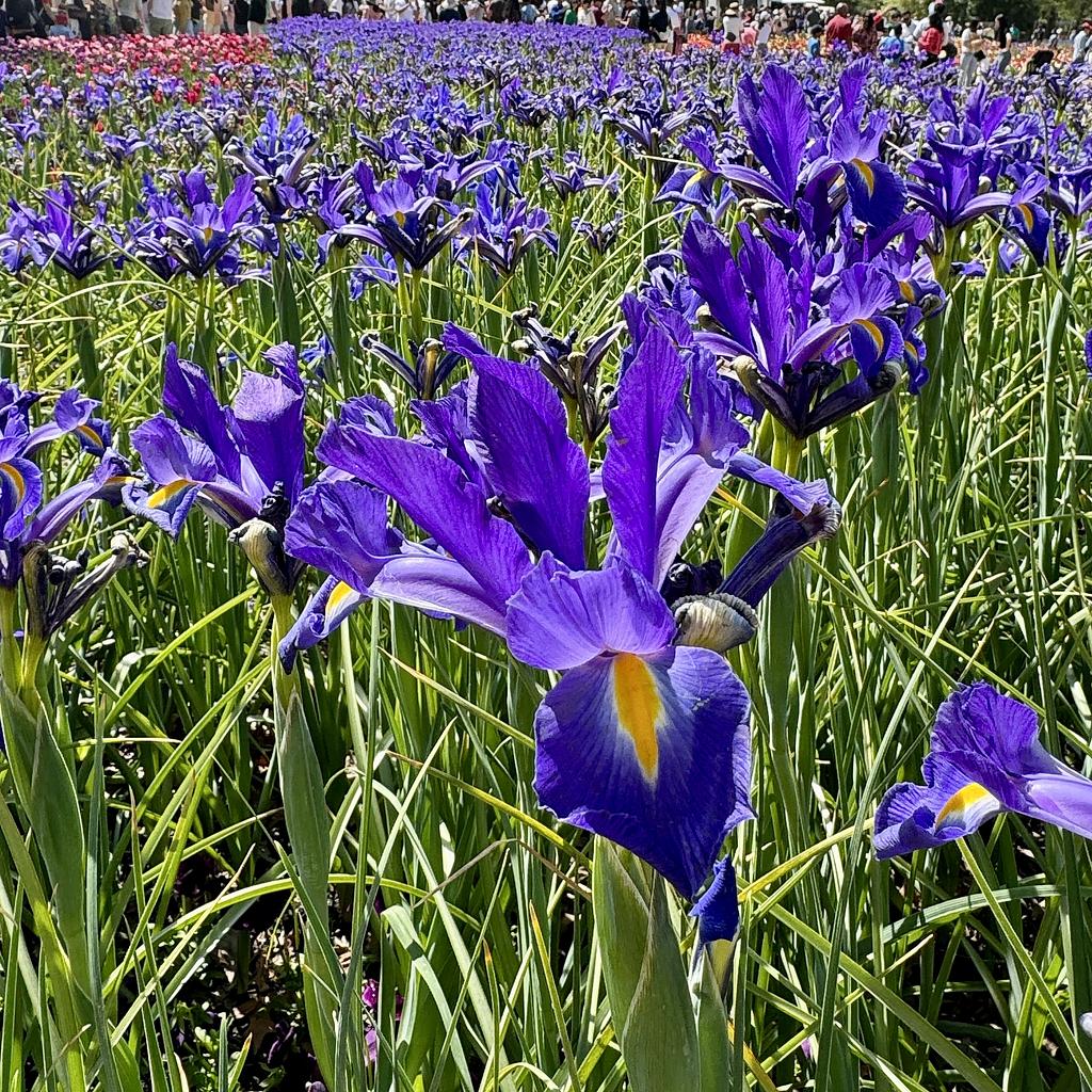 A field of purple irises