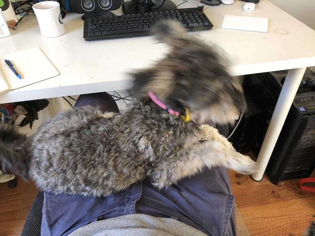 A dog flying off my lap while I am at my desk